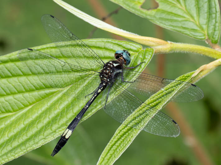 Brechmorhoga pertinax (Masked Clubskimmer) male-4.jpg